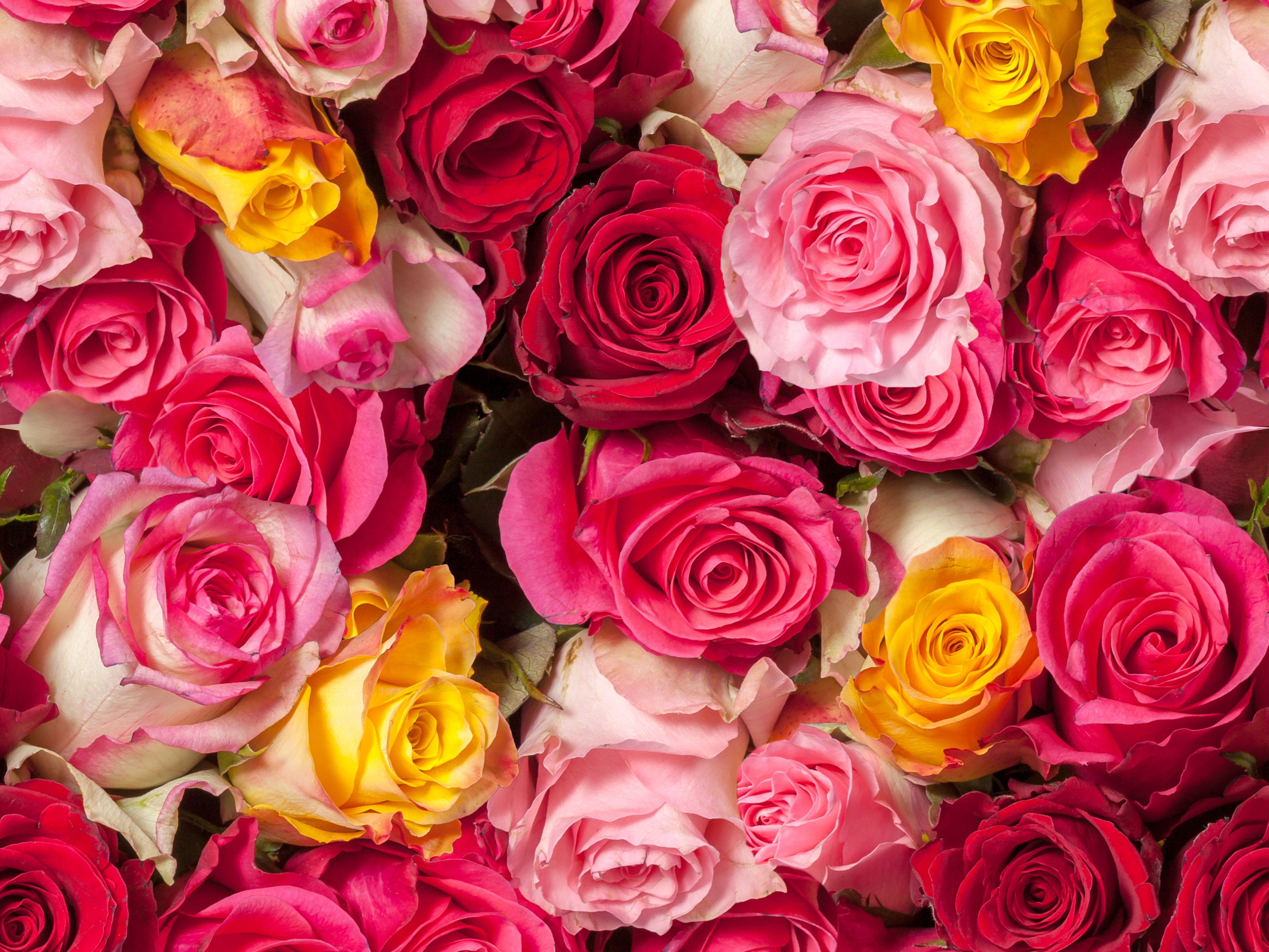 rose, Buds, Many Wallpaper