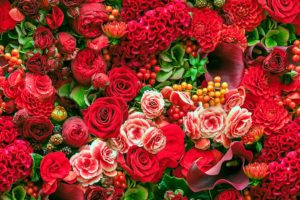 roses, Dahlias, Begonias, Calla, Lilies, Celosia