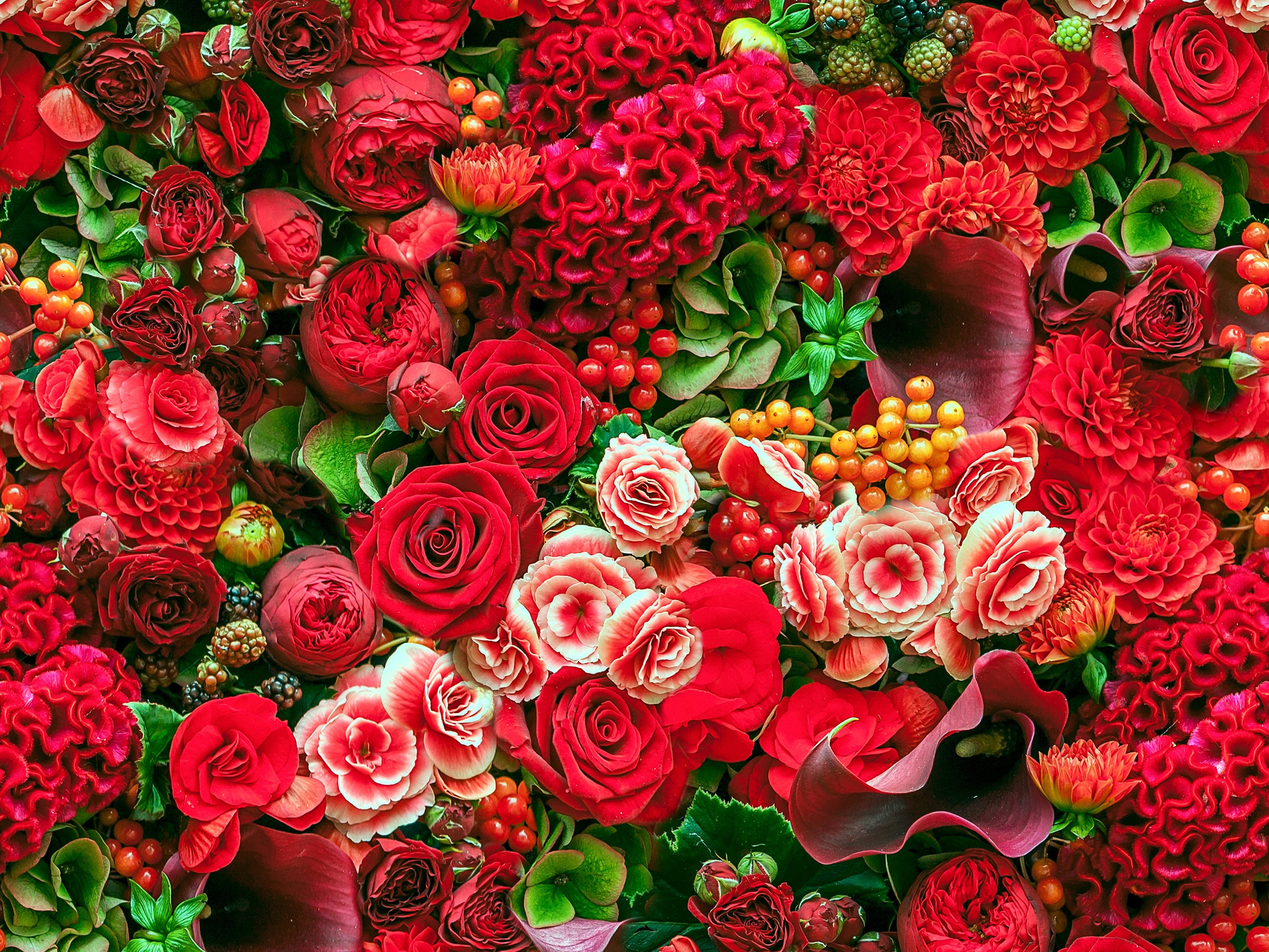 roses, Dahlias, Begonias, Calla, Lilies, Celosia Wallpaper