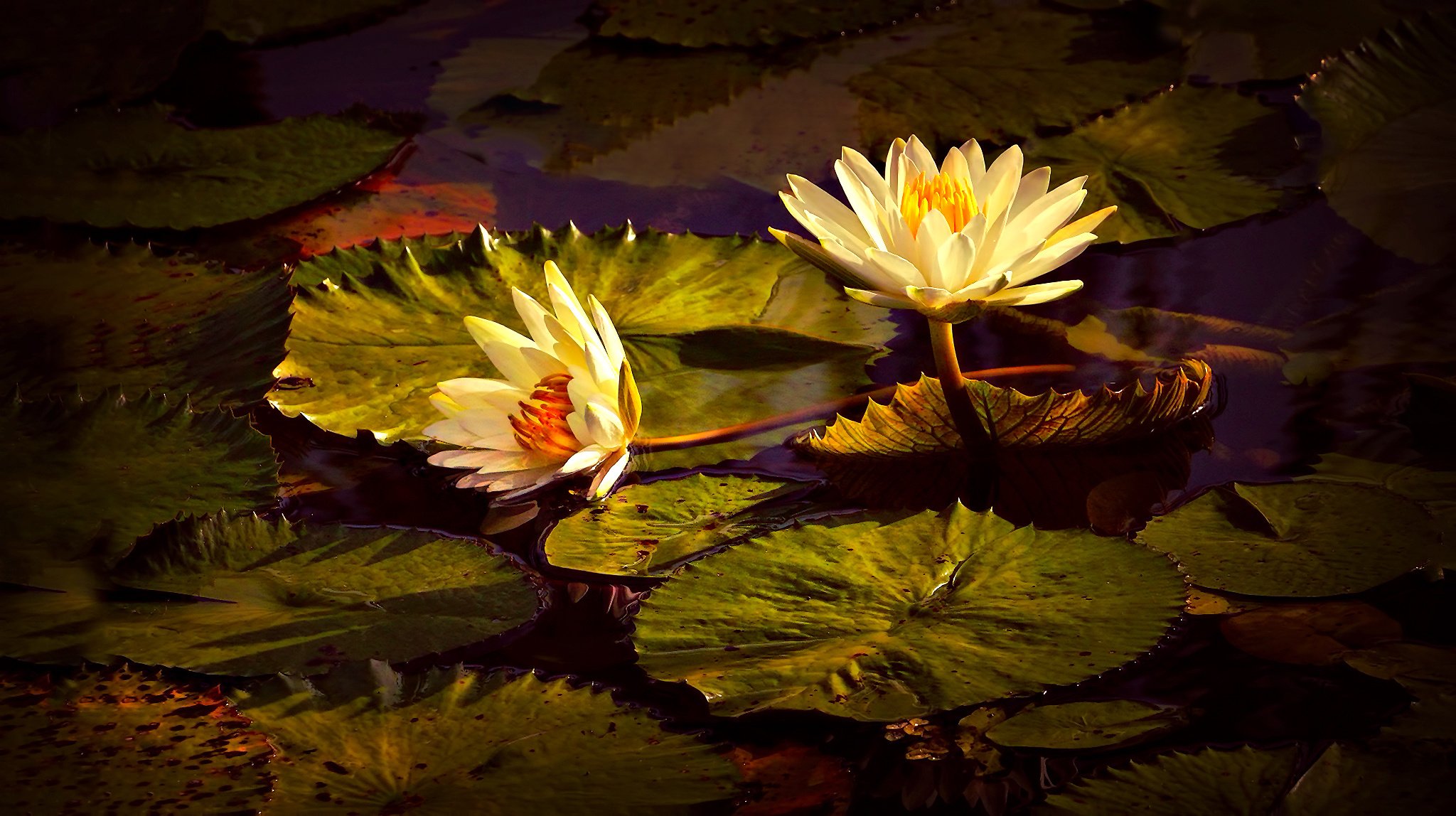 lily, Lilies, Flowers, Flora Wallpaper