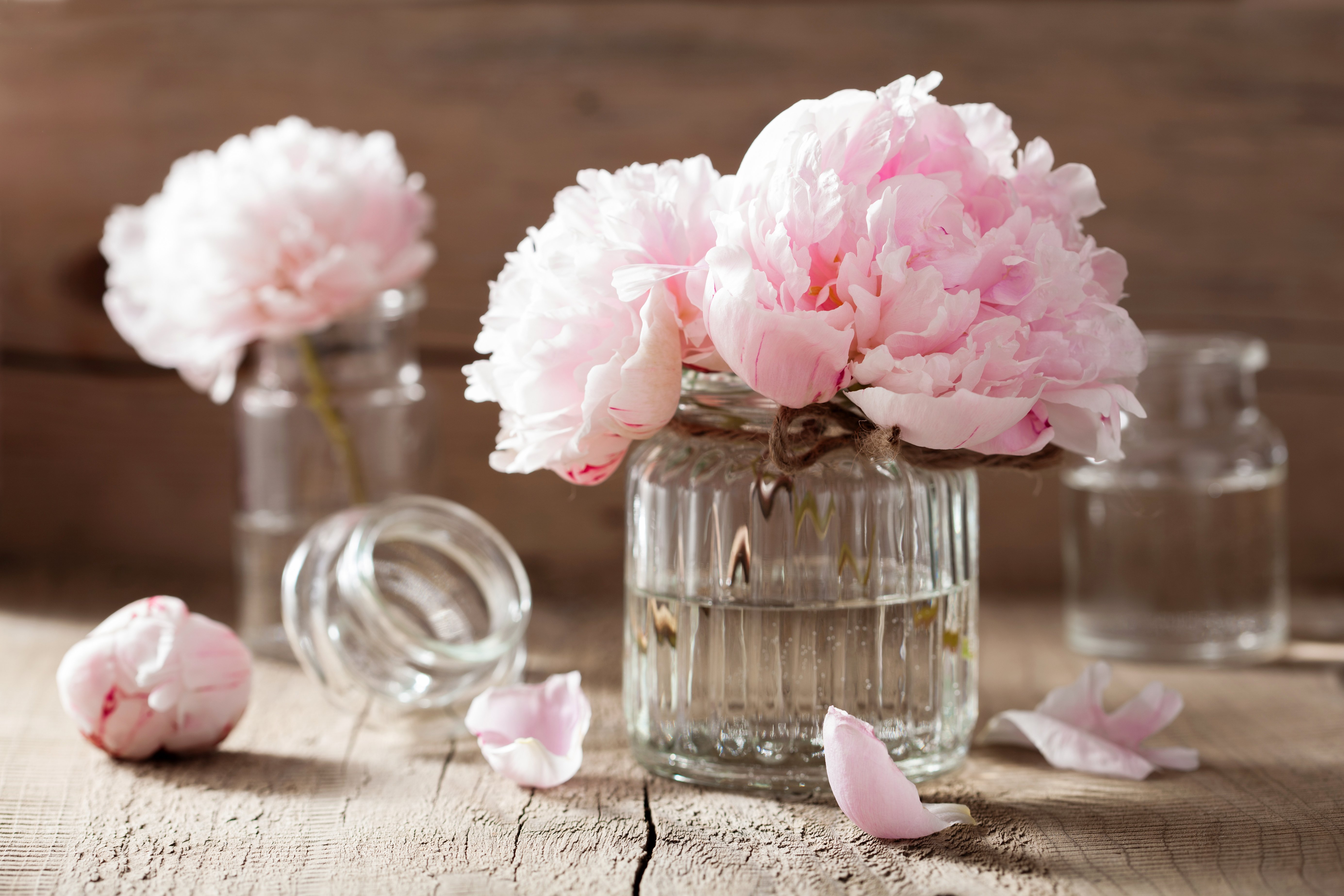 pink, Flowers, Petals, Flowers Wallpaper