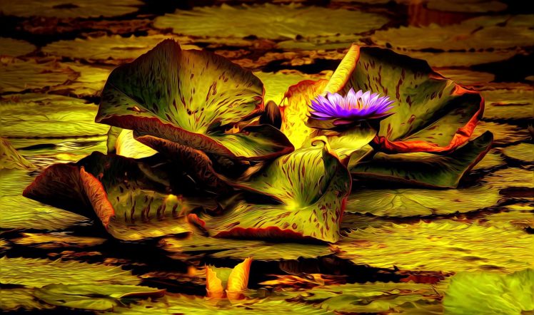 pond, Leaf, Flower, Lily HD Wallpaper Desktop Background