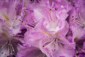 rhododendrons, Flowers, Pink, Bright, Color, Petals, Drops, Many, Macro