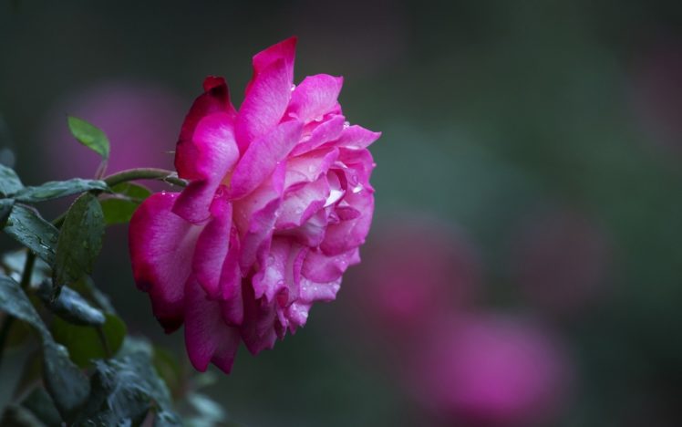 rose, Flower, Macro, Bokeh, Dew HD Wallpaper Desktop Background