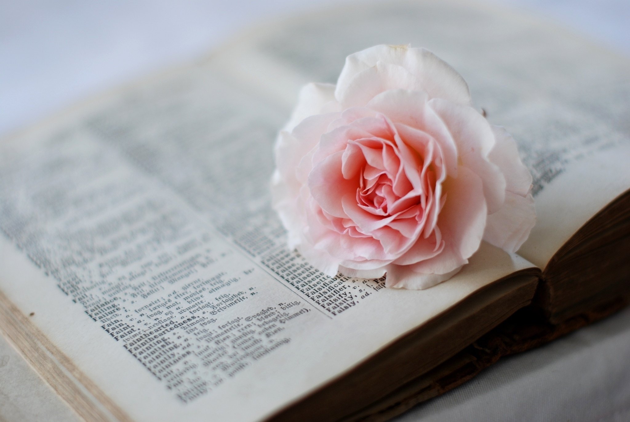 rose, Flower, Page, Book, Dictionary, Pink Wallpaper