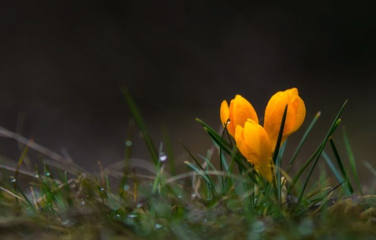 spring, Crocus, Yellow, Grass, Dew, Sparkle HD Wallpaper Desktop Background