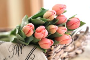tulips, Buds, Bouquet