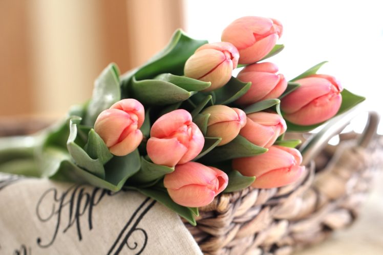 tulips, Buds, Bouquet HD Wallpaper Desktop Background