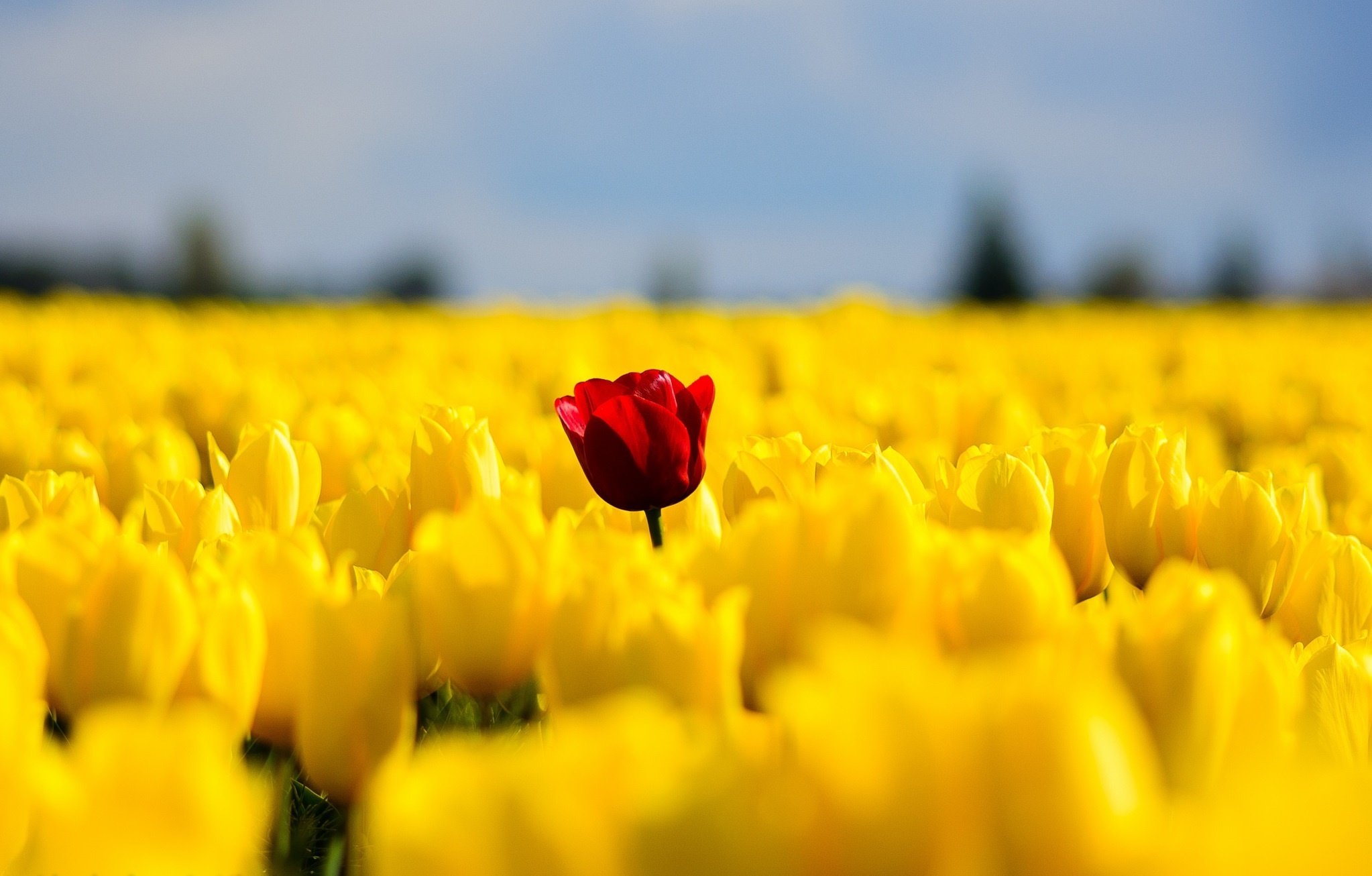 tulips, Flowers, Field, Yellow, Red, Single, Nature, Spring Wallpaper