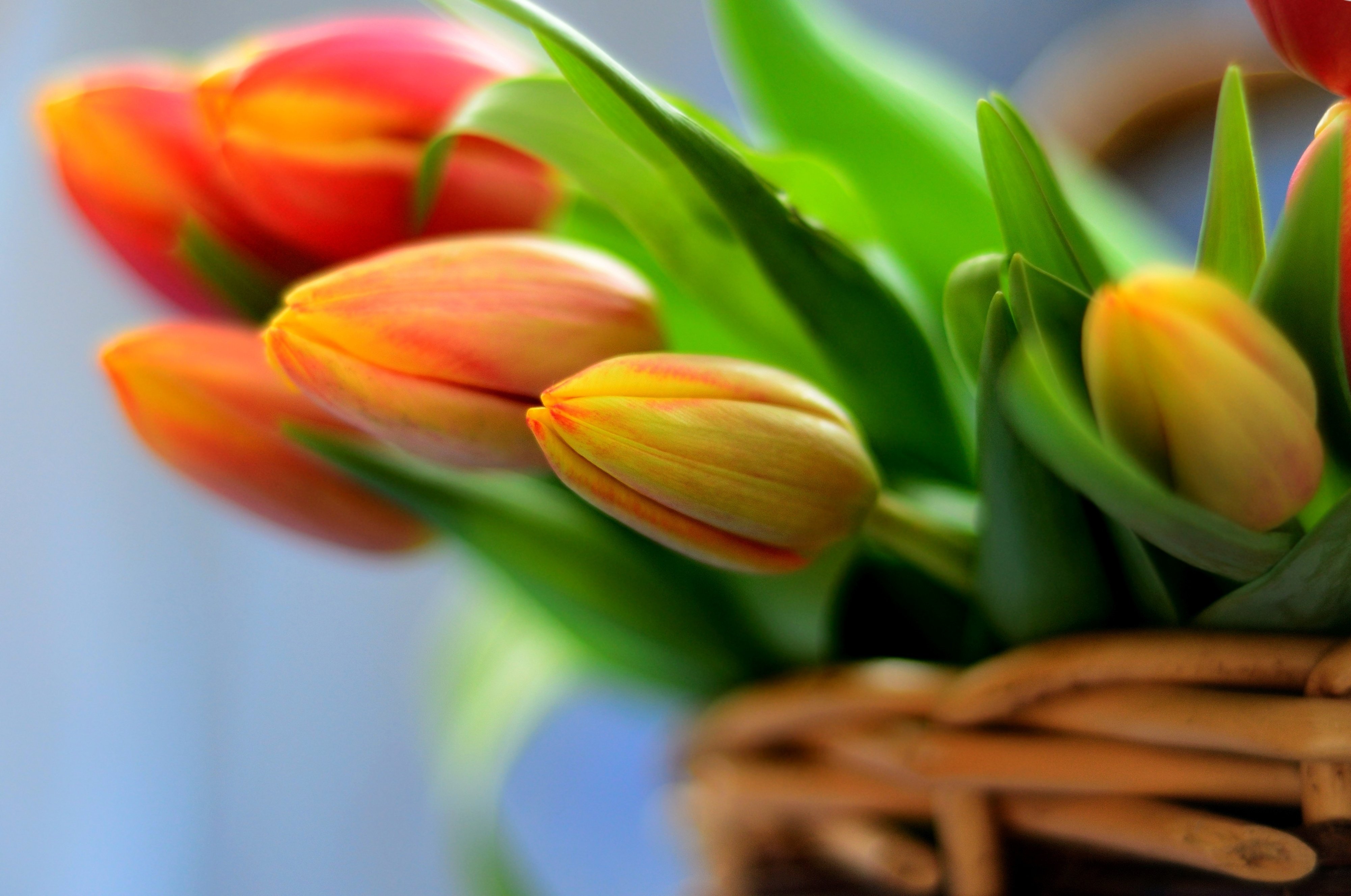 bouquet, Flowers, Basket, Flowers, Tulips Wallpaper