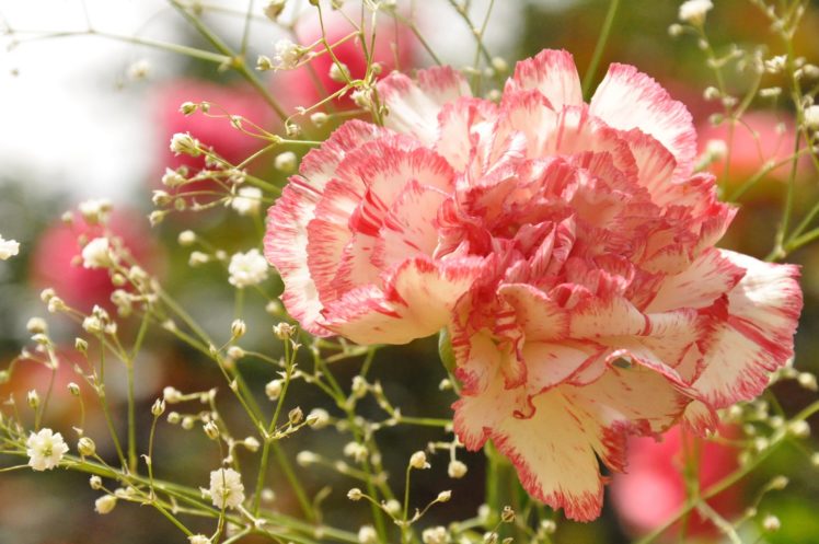 carnation, Close up, Close up, Flowers HD Wallpaper Desktop Background
