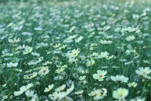 field, Flowers, White, Kosmeya