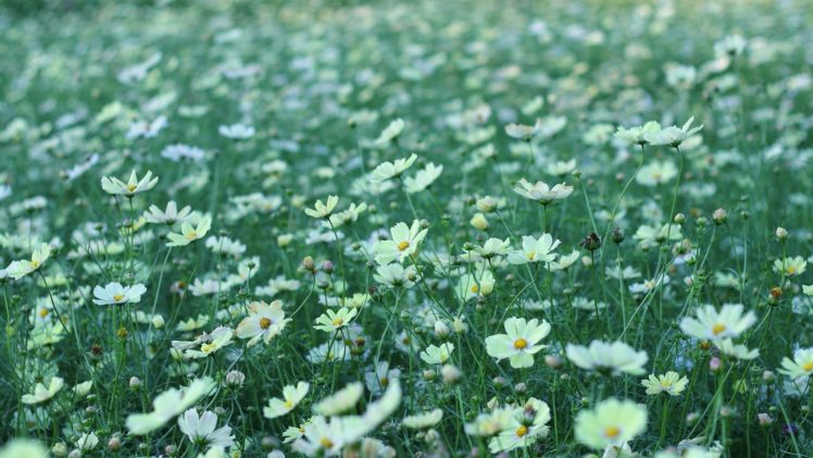 field, Flowers, White, Kosmeya HD Wallpaper Desktop Background