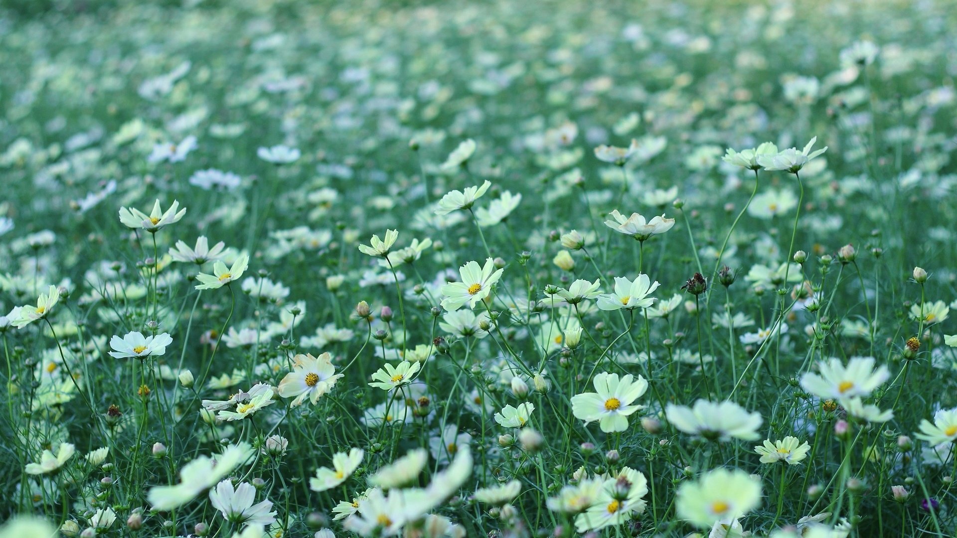 field, Flowers, White, Kosmeya Wallpaper