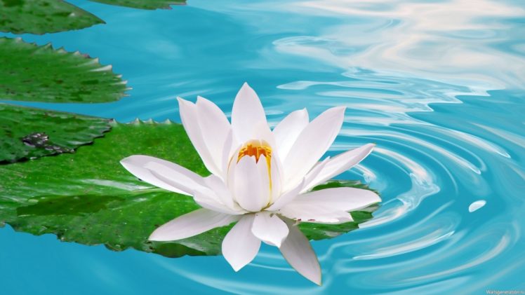 flowers, Lotus HD Wallpaper Desktop Background