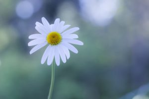 flower, White, Daisy