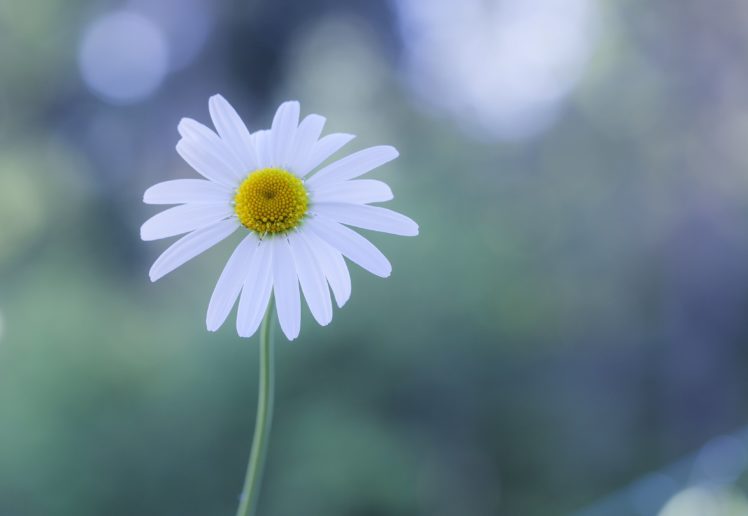 flower, White, Daisy HD Wallpaper Desktop Background