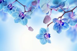 flowers, Orchid, Background, Bloom, Petals
