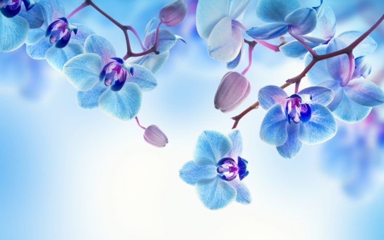 flowers, Orchid, Background, Bloom, Petals HD Wallpaper Desktop Background