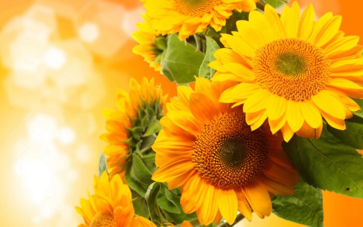 flowers, Sunflowers, Photo HD Wallpaper Desktop Background