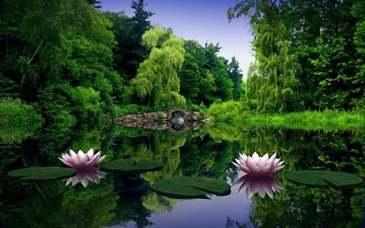 flowers, Lotus HD Wallpaper Desktop Background