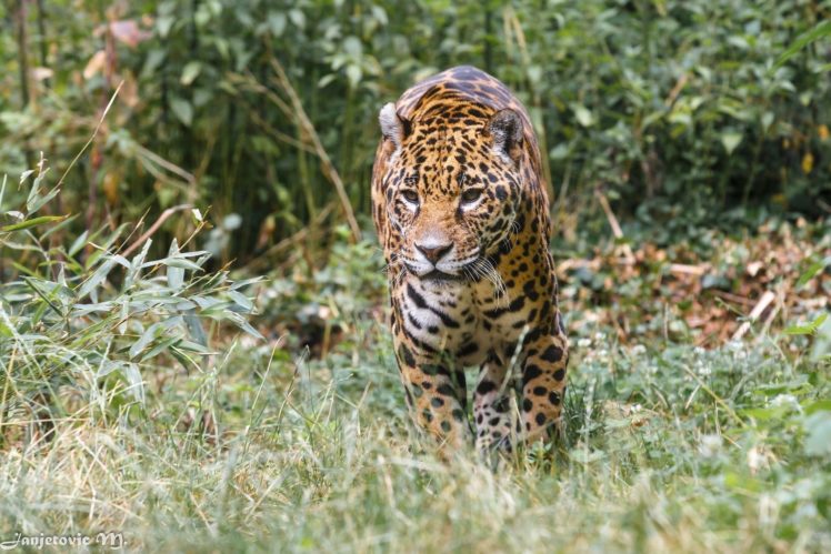 jaguar, Wild, Cat, Carnivore, Bushes, Walking, Zoo HD Wallpaper Desktop Background