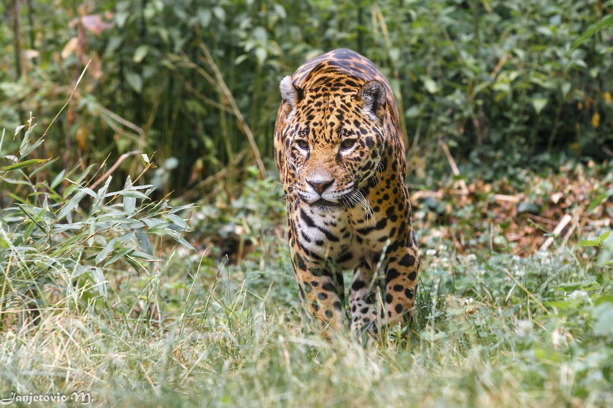 jaguar, Wild, Cat, Carnivore, Bushes, Walking, Zoo Wallpaper