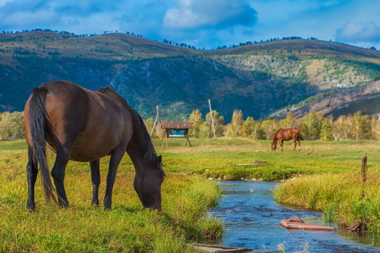 horse, Grazing, Creek, Mountains HD Wallpaper Desktop Background