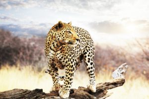 leopard, Looking, Into, The, Distance, Speck, Trees, Sky, Wild, Cats