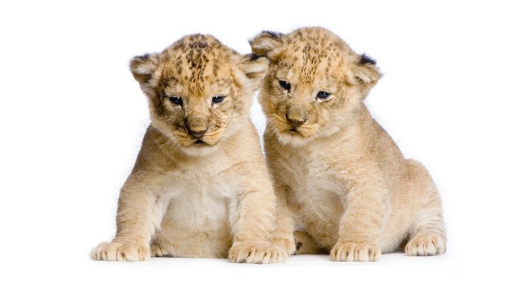 lion, Wild, Cat, Lying, Face, White, Background, Photo, Shoot, Baby HD Wallpaper Desktop Background
