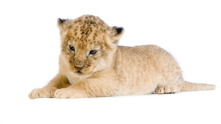 lion, Wild, Cat, Lying, Face, White, Background, Photo, Shoot, Baby HD Wallpaper Desktop Background