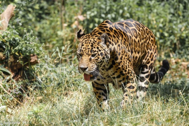 jaguar, Wild, Cat, Carnivore, Language, Walking, Zoo HD Wallpaper Desktop Background