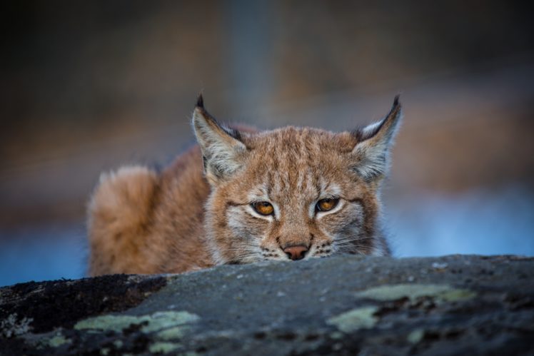 lynx, Wild, Cat, Carnivore, Muzzle, Ears, Peeps HD Wallpaper Desktop Background