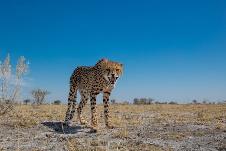 savanna, Cheetah, Teeth, Eyes, Anger HD Wallpaper Desktop Background