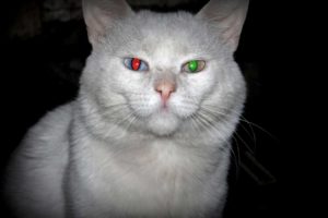 cat, White, Eyes, Red, Green