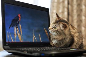 cat, Monitor, Bird