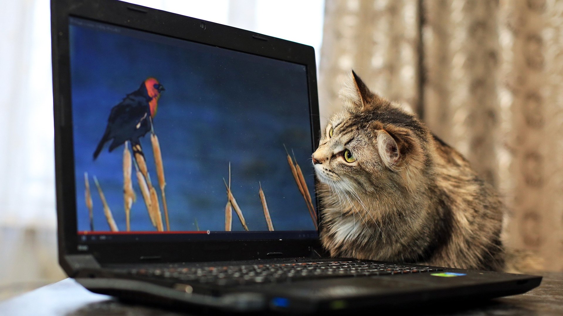 cat, Monitor, Bird Wallpaper
