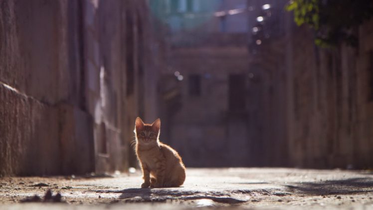 cat, Kitten, Animal, Road, Light HD Wallpaper Desktop Background