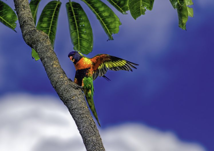 rainbow, Lorikeet, Parrot, Poultry, Palm HD Wallpaper Desktop Background
