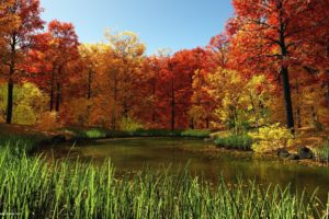 pond, Autumn, Red, Leaves, Forest, Nature, Beauty, Lake
