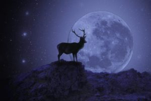 moon, Deer, Sky, Animal, Fantastic