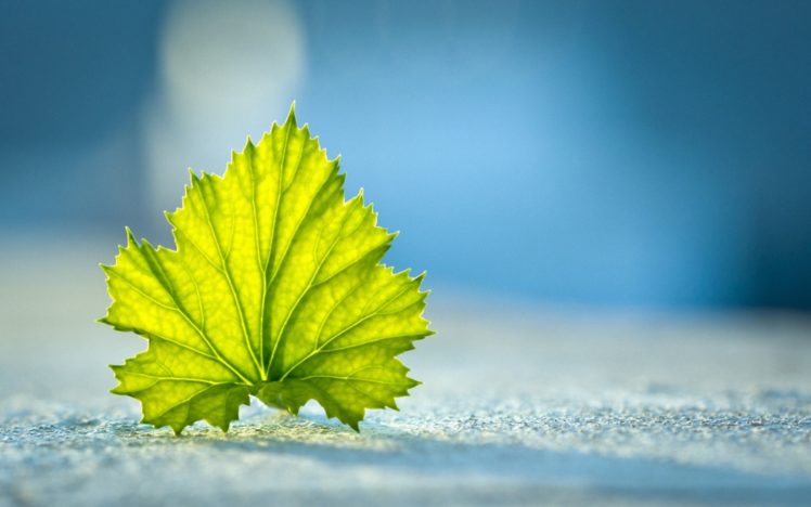 leaf, Nature, Leaves HD Wallpaper Desktop Background