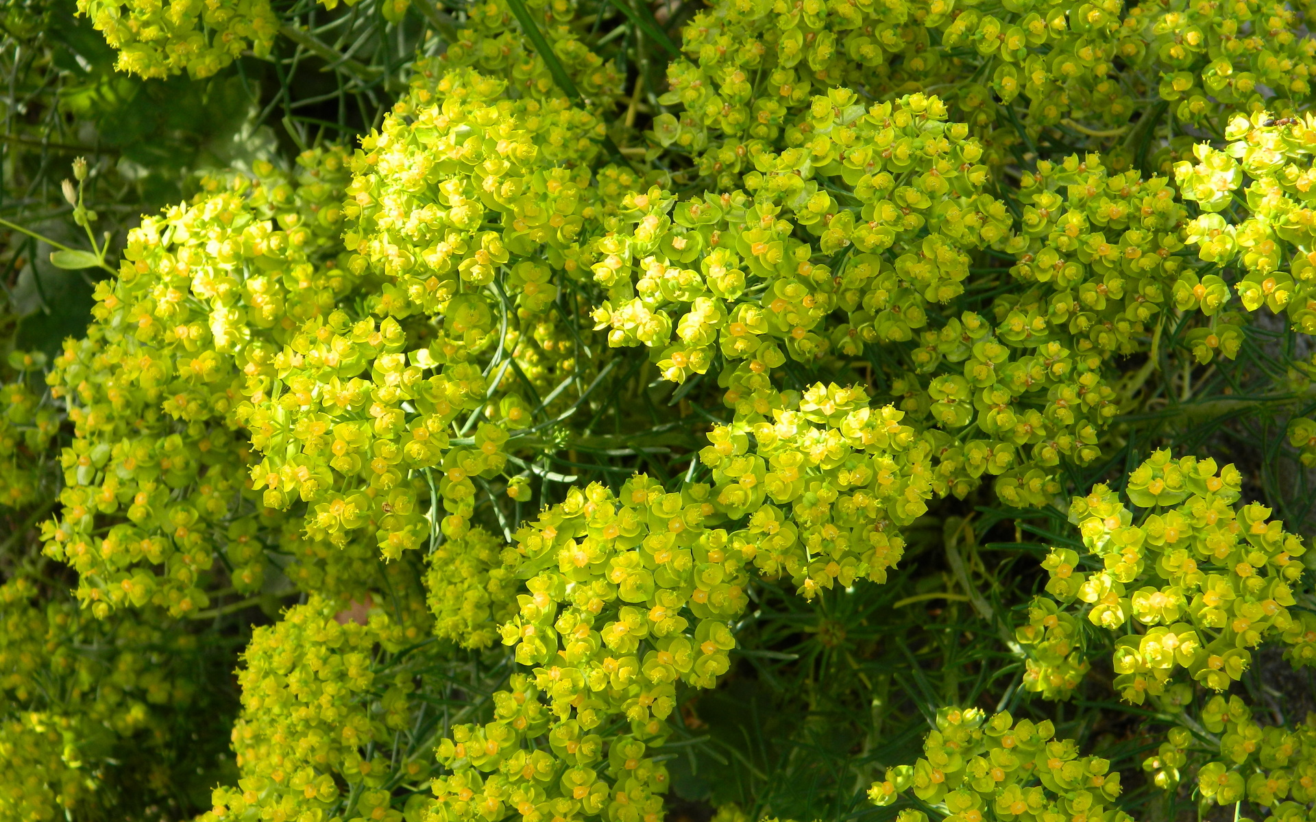 flower, Nature Wallpaper