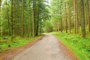 forest, Trees, Nature, Roads
