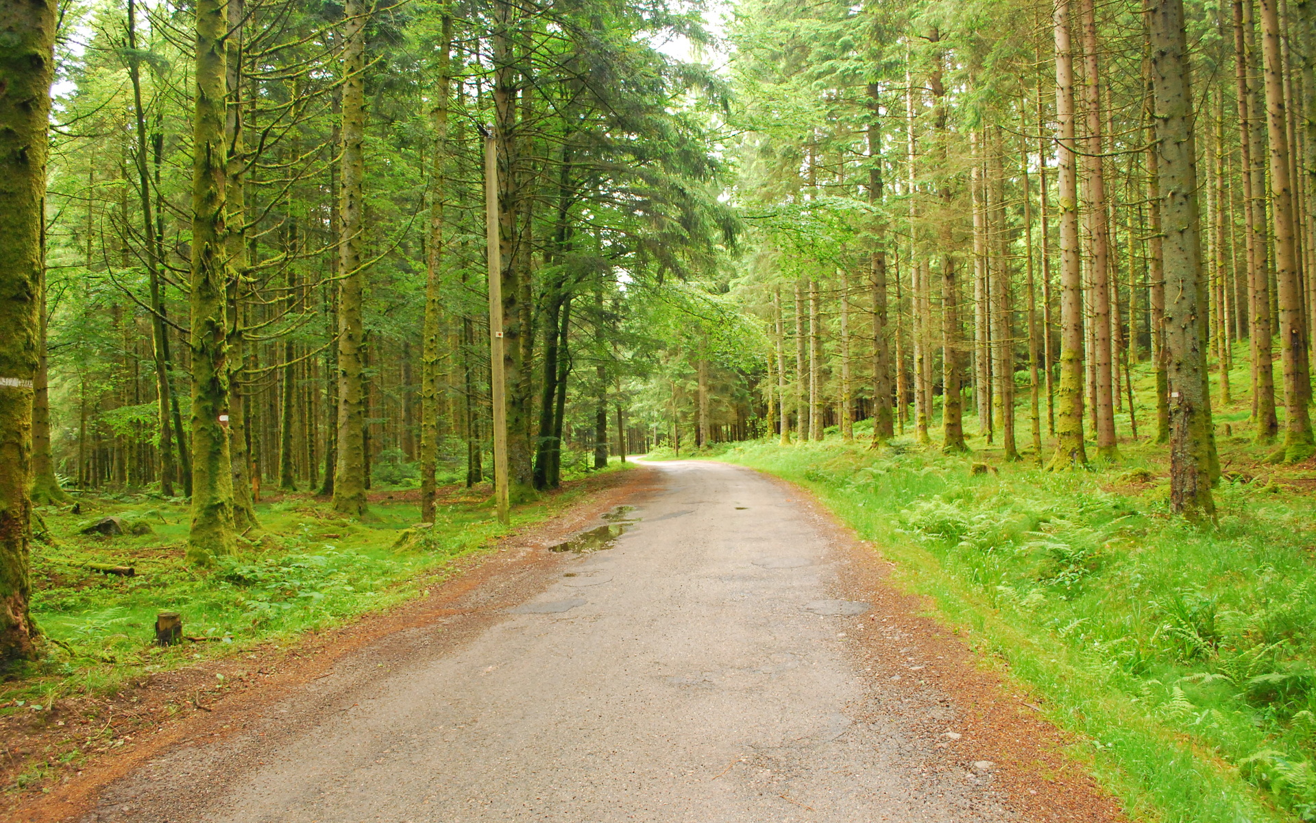 forest, Trees, Nature, Roads Wallpaper