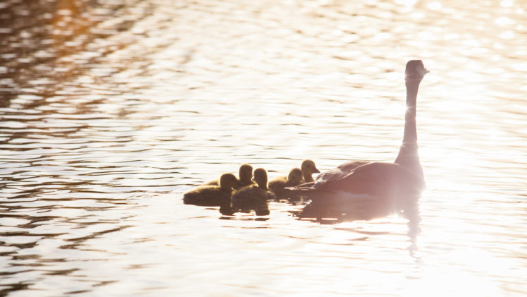 geese, Goose, Babies, Baby, Chick, Chicks, Reflection, Lakes, Birds, Bird HD Wallpaper Desktop Background