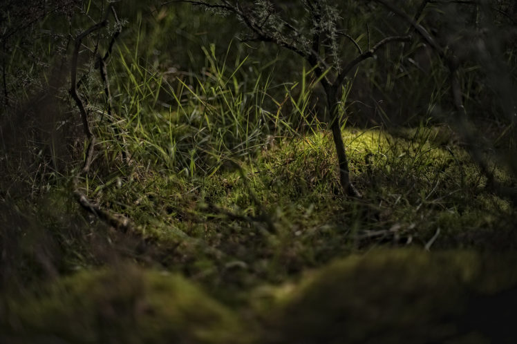 grass, Forest, Plants, Moss HD Wallpaper Desktop Background