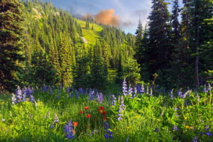 grass, Nature, Flowers, Trees, Forest, Mountains