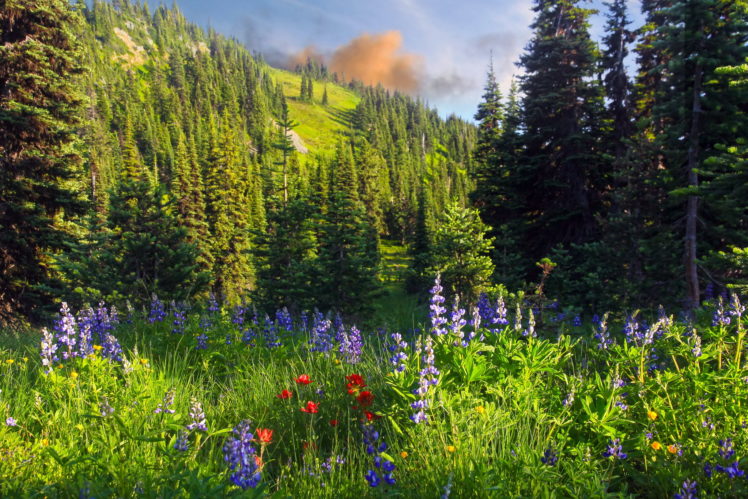 grass, Nature, Flowers, Trees, Forest, Mountains HD Wallpaper Desktop Background