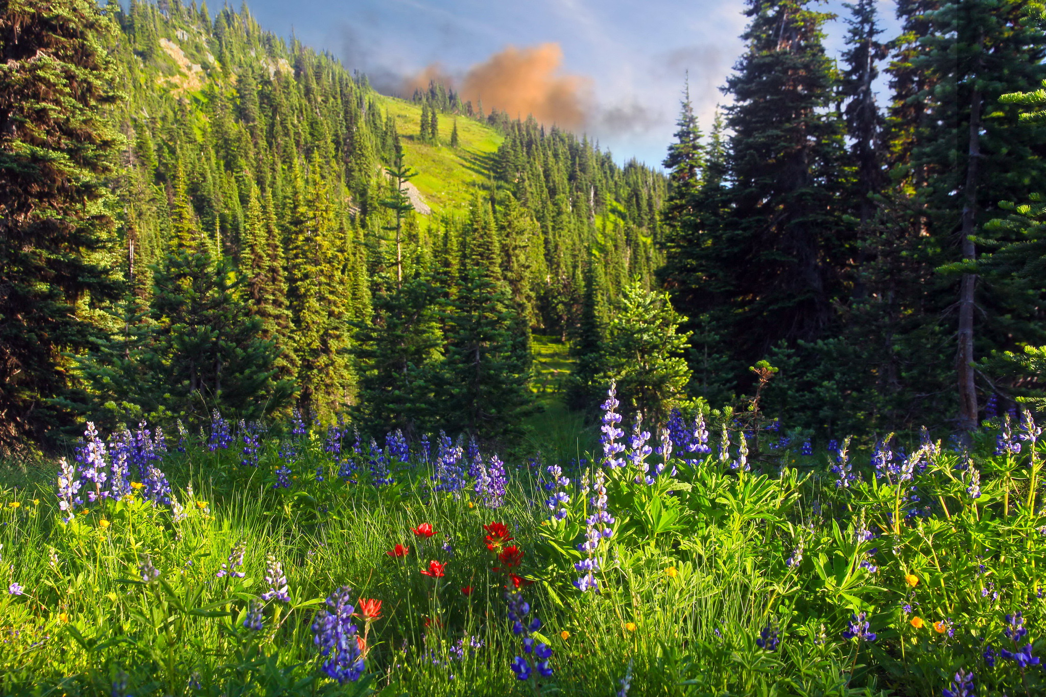 grass, Nature, Flowers, Trees, Forest, Mountains Wallpaper